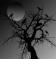 tree and moon at night